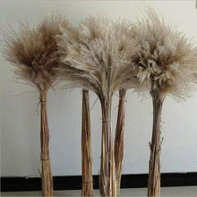 Load image into Gallery viewer, 30/50pcs Bulrush Natural Dried Small Pampas Grass Artificial Decor Wedding Flower Bunch Home Office Floor Vase Filler for Living Room Kitchen And Event Decoration