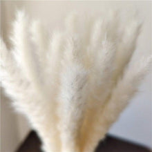 Load image into Gallery viewer, 30Pcs Dried Bulrush Flowers Bouquet Home Wedding Decoration Table Flores Preservadas Pampas Grass Natural Reed Decor for Room