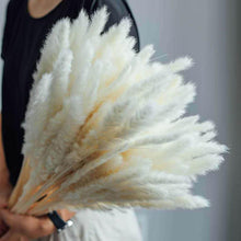 Load image into Gallery viewer, 30pcs Natural Dried Pampas Grass Bouquet Pampas Grass Reeds Flowers Bulrush Bouquets Durable For for Vase Artificial Grass Room Décor Wedding Decorations