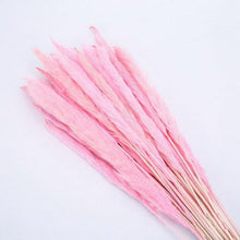 Load image into Gallery viewer, 30pcs Natural Dried Pampas Grass Bouquet Pampas Grass Reeds Flowers Bulrush Bouquets Durable For for Vase Artificial Grass Room Décor Wedding Decorations