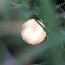 Load image into Gallery viewer, Baby Night Light - Adjustable Brightness