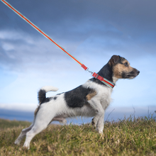 Load image into Gallery viewer, Adjustable Dog Collar and Leash Set - Perfect Fit for All Breeds
