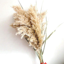 Load image into Gallery viewer, 30/50pcs Bulrush Natural Dried Small Pampas Grass Artificial Decor Wedding Flower Bunch Home Office  Floor Vase Filler for Living Room Kitchen And Event Decoration
