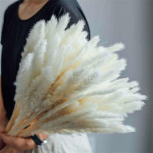 Load image into Gallery viewer, 30Pcs Dried Bulrush Flowers Bouquet Home Wedding Decoration Table Flores Preservadas Pampas Grass Natural Reed Decor for Room
