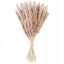 Load image into Gallery viewer, 50Pcs/Bunch 50cm Natural Phragmites Reed Flowers Bulrush Bouquet Big Dried Pampas Grass Wedding Decoration Home Fall Decor
