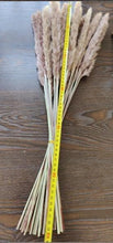 Load image into Gallery viewer, 50Pcs/Bunch 50cm Natural Phragmites Reed Flowers Bulrush Bouquet Big Dried Pampas Grass Wedding Decoration Home Fall Decor
