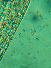 Load image into Gallery viewer, Advanced Micellar Water | Vegan Makeup Remover BYMANYC ® New York
