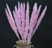 Load image into Gallery viewer, Home Store Wedding Bulrush Natural Dried Flowers Small Pampas Grass Phragmites Communis Decoration for Floor Vase Filler for Living Room Kitchen Decor
