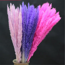Load image into Gallery viewer, Home Store Wedding Bulrush Natural Dried Flowers Small Pampas Grass Phragmites Communis Decoration for Floor Vase Filler for Living Room Kitchen Decor
