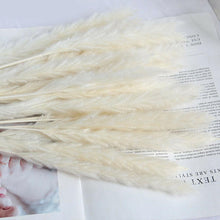 Load image into Gallery viewer, Real Dried Grass Reed Flower Natural Dry Small Bulrush Bouquet Pampas Reeds Home Decoration Wedding Decor Pompass Grass Branches for Vase Artificial Grass Room Décor Wedding Decorations
