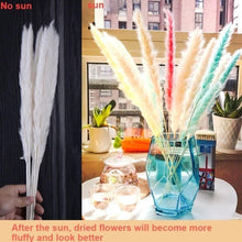 Load image into Gallery viewer, Real Dried Grass Reed Flower Natural Dry Small Bulrush Bouquet Pampas Reeds Home Decoration Wedding Decor Pompass Grass Branches for Vase Artificial Grass Room Décor Wedding Decorations
