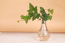 Load image into Gallery viewer, Transparent Glass Bulb Lamp Shape Flower Water Plant Hanging Vase Hydroponic Container Pot For Home Wedding Decoration for Wedding Living Room, Office Party Gift Vase
